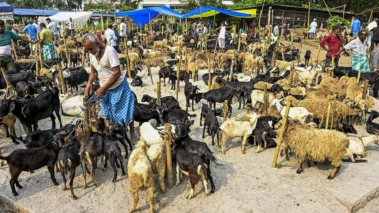 MCD cancels Nehru Hill Park allotment for Eid amid 'goat market' dispute