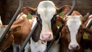 Ajmer Sharif cleric demands national animal status for cow, ban on slaughter, beef export