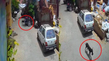 ಬೈಕ್​ನಿಂದ 1 ಲಕ್ಷ ರೂ.ಇದ್ದ ಹಣದ ಬ್ಯಾಗ್ ಕದ್ದೊಯ್ದ ಕಳ್ಳನಾಯಿ!