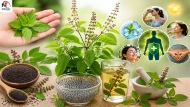 Tulsi Ke Fayde: तुलसी के बीज से लेकर मंजरी तक, गर्मियों में सेहत के लिए हैं बेहद फायदेमंद, मिलेंगे कई स्वास्थ्य लाभ