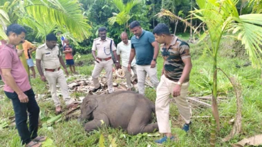 ಸುಳ್ಯ: ಅರಂತೋಡಿನ ಕೃಷಿತೋಟದಲ್ಲಿ ಮರಿ ಆನೆ ಸಾವು;  ಆನೆಯ ದಂತದ ಇರಿತಕ್ಕೆ ಬಲಿಯಾದ ಶಂಕೆ!