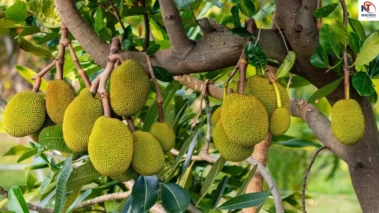 Kathal Ke Fayde: सेहत का खजाना है 'कटहल', पाचन से इम्यूनिटी तक के लिए वरदान, जानें इसके 5 बड़े फायदे