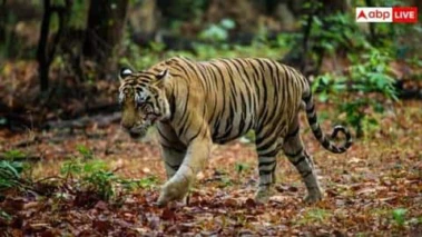 Wildlife Protection Rules: વન્યજીવન અભયારણ્ય અને રાષ્ટ્રીય ઉદ્યાન વચ્ચે શું છે તફાવત? જાણો વિગતે