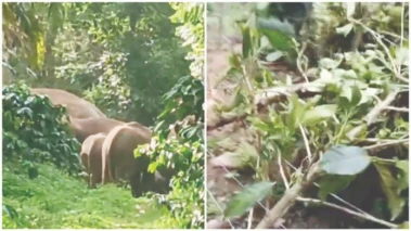 ಅಚ್ಚರಿ ಮೂಡಿಸಿದೆ ಕಾಡಾನೆಗಳ ಬುದ್ಧಿವಂತಿಕೆ : ವಿದ್ಯುತ್‌ ತಂತಿ ಮೇಲೆ ಗಿಡಗಳನ್ನು ಹಾಕಿ ತೋಟಕ್ಕೆ ನುಗ್ಗಿ ದಾಂದಲೆ