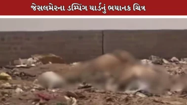 જેસલમેરમાં 500થી વધુ મૃત ગાયોના મૃતદેહ મળતાં હડકંપ, મ્યુનિસિપલ કાઉન્સિલે કોન્ટ્રાક્ટરને ફટકારી નોટિસ