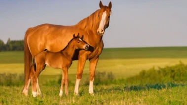 No public health emergency yet, but Chennai tightens glanders surveillance after joyride horse death