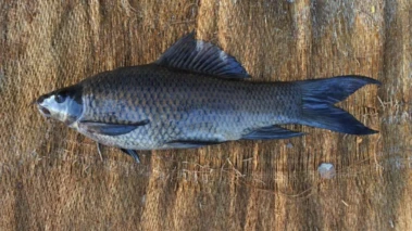 Labeo kaage: Cauvery's 'Kaage Meenu' scientifically identified as a new species