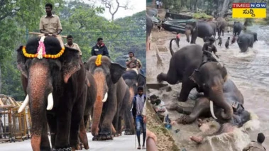 ದುಬಾರೆ ಕ್ಯಾಂಪ್‌ನಲ್ಲಿ ಆನೆಗಳ ಕಾದಾಟ; ಮಾರ್ತಾಂಡ ಸಾವಿನ ಬೆನ್ನಲ್ಲೇ ಕಂಜನ್‌ ಆನೆಗೆ ಮೈಸೂರು ದಸರಾದಿಂದಲೇ ನಿಷೇಧ..