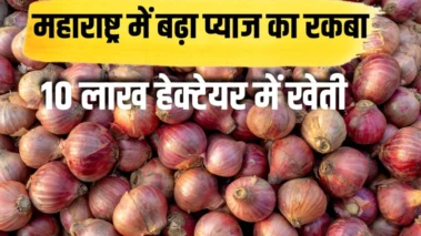 Mandi Rate: इन कारणों से प्याज हुआ सस्ता, किसानों को 1500 रुपये क्विंटल मिलेगी आर्थिक मदद ?