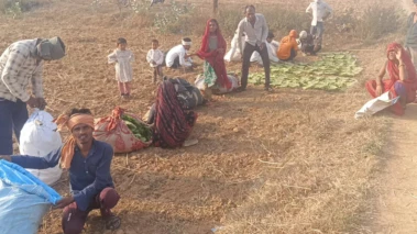 तेंदू पत्ते की तोड़ाई में जुटे ग्रामीण, एक हफ्ते की मेहनत से चलता है साल भर का खर्च, जंगल घटे तो कम हुआ तेंदू पत्ता