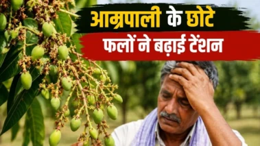 क्यों सिकुड़ रहे हैं आम्रपाली आम? किसानों की बढ़ी टेंशन, कृषि वैज्ञानिक की जानें सलाह