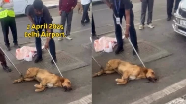 'Where is Dholu?': Viral Video Shows Dog Tied, Dragged at Delhi Airport, Authorities React