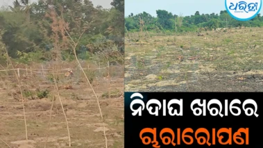 ଅନିଶ୍ଚିତତା ଘେରରେ ରାମନଗର ଔଷଧୀୟ ନର୍ସରି: ବନ ବିଭାଗର କାର୍ଯ୍ୟକୁ ନେଇ ପ୍ରଶ୍ନ