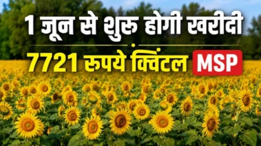 हरियाणा में सूरजमुखी की कटाई तेज, मंडियों में शुरू हुई आवक.. पर नहीं हो रही खरीदी