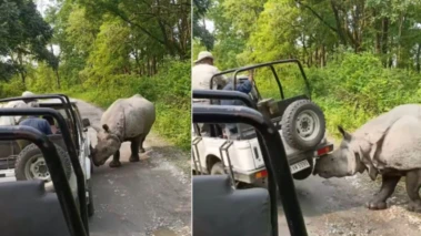 Miraculous Escape For Tourists From Rhino