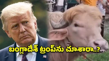 జుట్టు చూస్తే ట్రంప్.. రూపం చూస్తే దున్నపోతు.. సోషల్ మీడియాను ఊపేస్తున్న వింత జీవి!