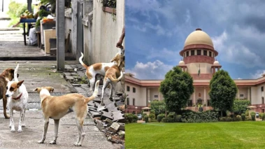 "പൊതുസ്ഥലങ്ങളില്‍ നിന്ന് തെരുവ് നായ്ക്കളെ നീക്കണമെന്ന ഉത്തരവ് കര്‍ശനമായി പാലിക്കണം"; മൃഗസ്‌നേഹികളുടെ ഉത്തരവ് തള്ളി സുപ്രീം കോടതി