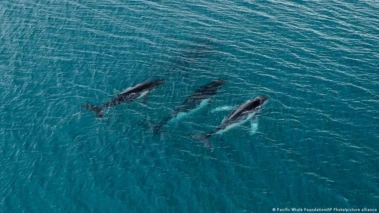 Humpback whales make record Australia-Brazil lifetime swims