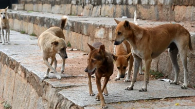 Stray dog menace: Woman injured in attack by pack in Bengaluru