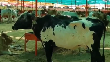 बंगाल सरकार के नए फरमान पर मुस्लिमों की 'गाय रणनीति', व्यापारी पस्त