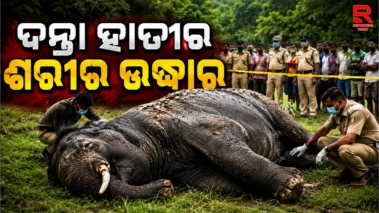 ଗଦାଶିଳା ବିଟ୍ କାଶିଆଡିହି ଗ୍ରାମ ନିକଟ ଜଙ୍ଗଲ ରୁ ଦନ୍ତାର ଶରୀର ଉଦ୍ଧାର..