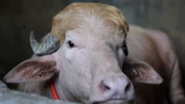 Trumped by fate: Viral 'Donald Trump' buffalo to be sacrificed this Bakrid