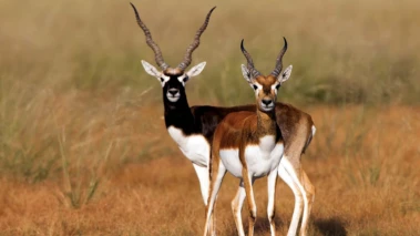 National Endangered Species Day | From Nilgiri Tahr to Bengal Tiger: These animals are struggling for survival in India