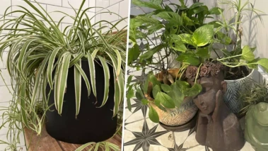 Houseplants In Bathroom: These Plants Will Thrive Even Inside Showers