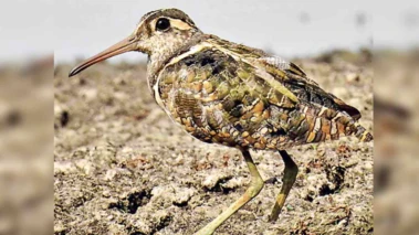 Greater painted-snipe | అరుదైన ఘటన.. గుడ్లను పొదుగుతున్న మగ పక్షి..!