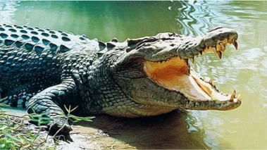 Crocodile Attack सासूच्या अंत्यसंस्कारासाठी आलेल्या जावयाला सरयू नदीत मगरीने ओढले; शोध सुरू