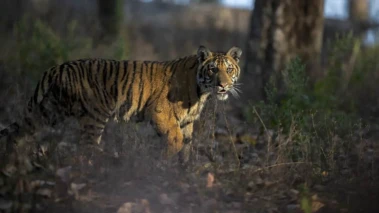 4 women killed in tiger attack while collecting tendu leaves in Maharashtra