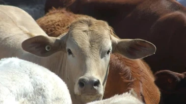 Calcutta High Court asks Bengal govt to take decision on exemption in animal slaughter rules for Eid ul-Adha