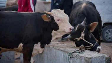 عید الاضحیٰ: کلکتہ ہائی کورٹ نے بنگال میں مویشیوں کے ذبیحہ پر پابندی کا حکم محفوظ رکھا