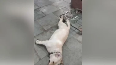 Pet Dog Dies On Train Journey from Ludhiana To Pune Amid Alleged Negligence By Rail Staff