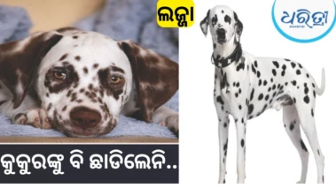 ମାଲିକର ପୋଷା କୁକୁର ସହିତ ଅପ୍ରାକୃତ ସମ୍ପର୍କ ପାଇଁ ଚେଷ୍ଟା କରୁଥିଲେ ରୋଷେୟା, ଧରାପଡିବା ପରେ...