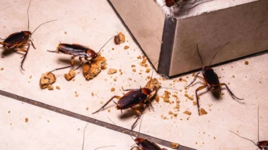 Cockroach: ডানা থাকতেও আরশোলা পাখি নয় কেন?