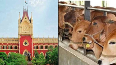 कलकत्ता हाईकोर्ट का स्लॉटर पर प्रतिबंध हटाने से इनकार- 'गाय की कुर्बानी ईद का हिस्सा नहीं'