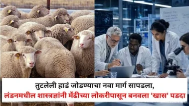 Sheep Wool Bone Healing Material: तुटलेली हाडं जोडण्याचा नवा मार्ग सापडला, लंडनमधील शास्त्रज्ञांनी मेंढीच्या लोकरीपासून बनवला 'खास' पडदा; वैद्यकीय क्षेत्रात मोठी क्रांती