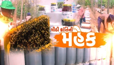 સુરેન્દ્રનગરની 'મીઠી ક્રાંતિ': માત્ર 50 પેટીથી શરૂ કરીને 600 પેટી સુધીની ભરતભાઈની અદભૂત સફર