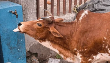 പശുവിനെ ഇന്ത്യയുടെ ദേശീയ മൃഗമായി പ്രഖ്യാപിക്കണം; ആവശ്യവുമായി മുസ്‌ലിം സംഘടനകള്‍ രംഗത്ത്