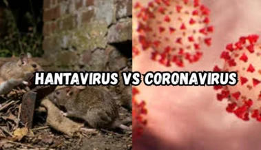 Hantavirus Vs Coronavirus- What You Need To Know