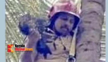 റിയല്‍ രക്ഷാപ്രവര്‍ത്തനം : തെങ്ങിൻ മുകളില്‍ കുടുങ്ങിയ പരുന്തിനെ ഫയര്‍ ഫോഴ്സ് രക്ഷിച്ചു