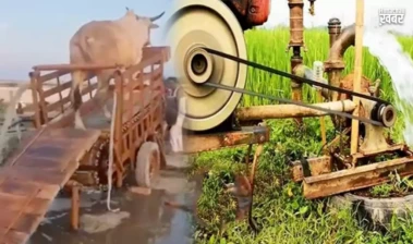 मशीन और गाय का दिलचस्प संगम है ये आविष्कार देखकर आप भी कहेंगे- गांववालों का कोई तोड़ नहीं​​​​​​​​​