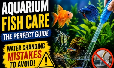 Your beloved aquarium fish may be dying because of these small mistakes!
