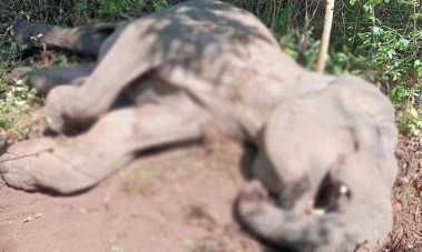 Elephant found dead in BRT Tiger Reserve, postmortem to determine cause