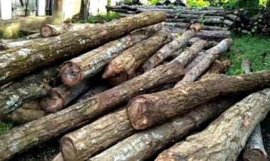 Tripura to procure 200 firearms to combat organised timber smuggling
