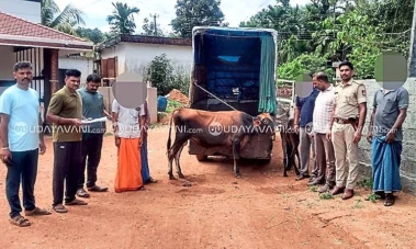 Illegal cattle transport vehicle seized in Vitla, one arrested