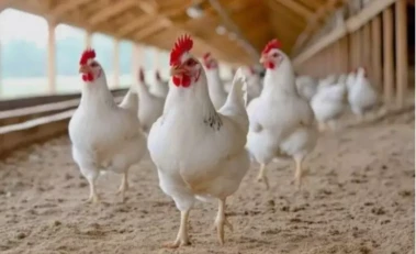 చికెన్ ధరలో ఇంత వ్యత్యాసం ఎందుకు?