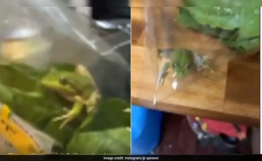 Australian Farmer Finds Live Frog In Lettuce, Shares Shocking Experience