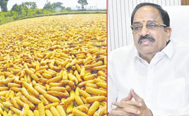 మక్కల కొనుగోళ్లకు మాది 'గ్యారంటీ'!